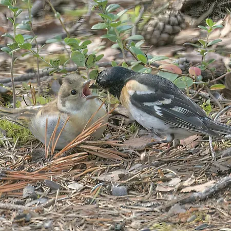 Orava's Nest Mit Nordlicht-schlafzimmer *