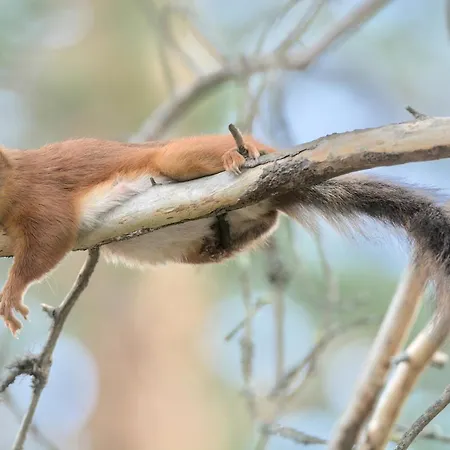 Loma-asunnot Orava's Nest Mit Nordlicht-schlafzimmer Ivalo